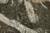 Polished Devonian Fossil Coral and Bryozoan Plate - Morocco #365145-1
